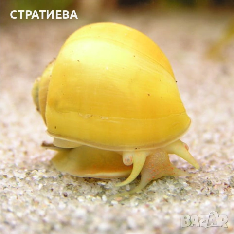 Охлюви АМПУЛАРИЯ, снимка 3 - Рибки - 53165641