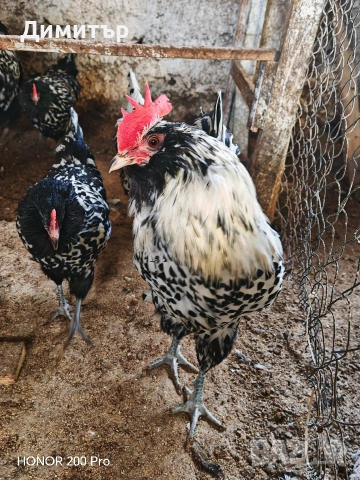 Разплодни яйца от Тюрингийска брадата кокошка , снимка 2 - Кокошки и пуйки - 53483514