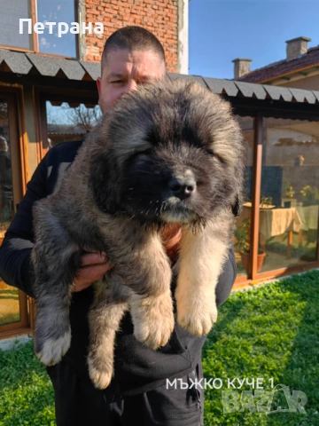 Кавказка овчарка , снимка 4 - Кавказка овчарка - 52868181