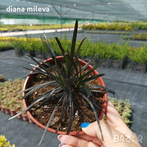 Черен Офиопогон, Ophiopogon black, студоустойчив!!, снимка 11 - Градински цветя и растения - 46103753