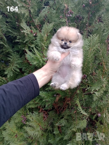 Бели Померани. Реални снимки от 15.12.25 г., снимка 11 - Померан - 52719427