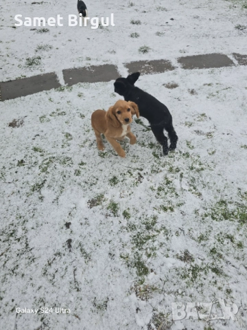 Jivotno, снимка 4 - Кокер шпаньол - 52920920