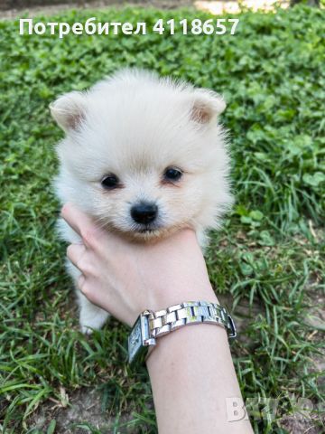 Продават се малки кученца порода Мини Шпиц, снимка 2 - Други - 46041633