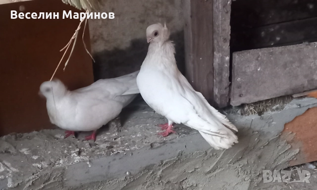 продавам    шуменски  гьлаби  нов  модел   25год,, снимка 3 - Гълъби - 52843857