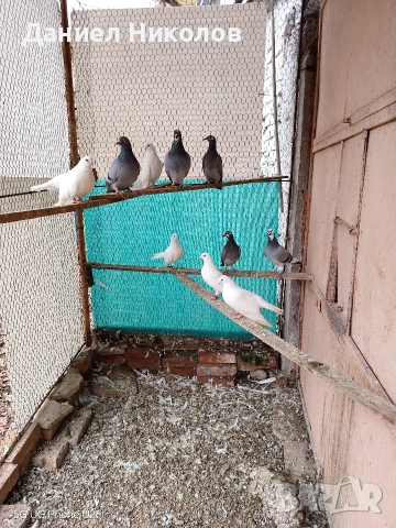 продавам гълъби старозагорски бели и пощенски гълъби , снимка 7 - Гълъби - 51894340