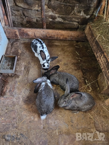 Зайци на 6 месеца, снимка 2 - Други - 52647575