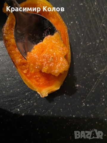 Смокиня индийска два вида, Кактус опунция, Opuntia ficus-indica Etna, екзотични,овощни, снимка 16 - Градински цветя и растения - 29442292