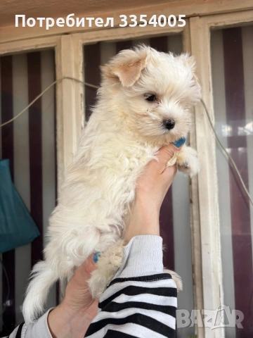 Йорки голд дъст мъжко , снимка 2 - Йоркширски териер - 53974902