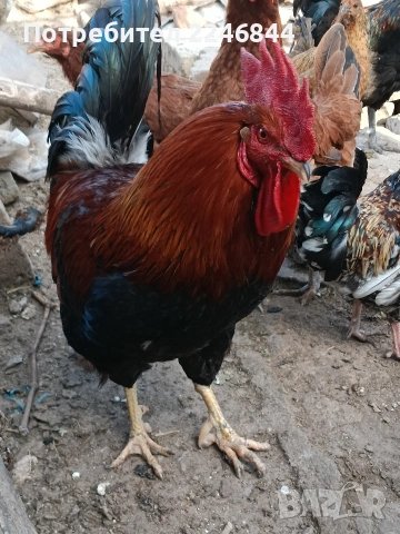 Продавам млади петлета само за 7,50, снимка 7 - Кокошки и пуйки - 53942038