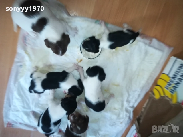 ДЖАК РЪСЕЛ-250ЛВ ЗА БРОЙ 0409252000, снимка 11 - Джак ръсел териер - 51608760