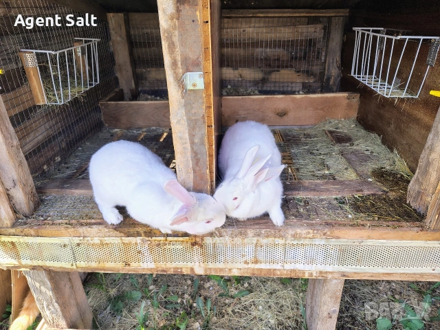 Зайци порода Цика, снимка 3 - Други животни - 54120296