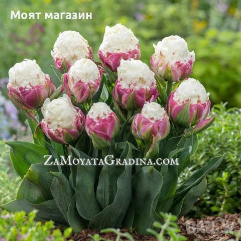 Сладоледено лале