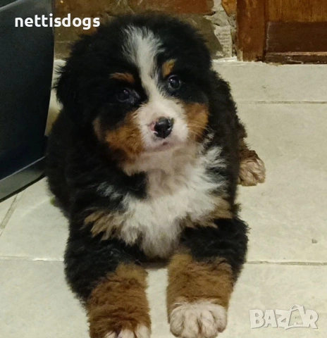 Сладки Бернски Овчарки, снимка 5 - Други - 40834185