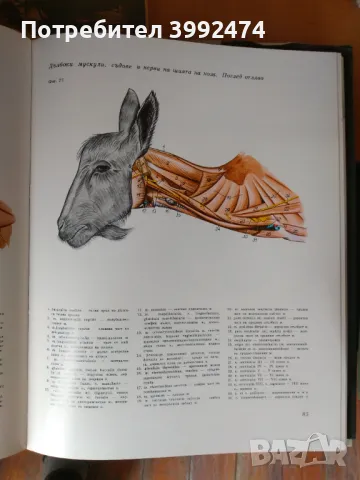 Атлас по топографска анатомия на селскостопанските животни, 3 тома, снимка 4 - Специализирана литература - 49711453
