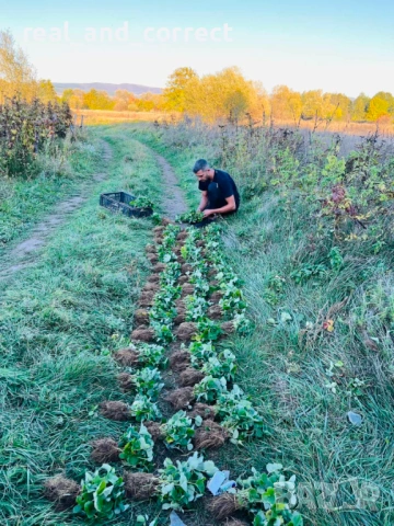 НЕВЕРОЯТЕН СВЕЖ РАЗСАД Ягоди и Малини от Произведител, снимка 13 - Разсади - 53487031
