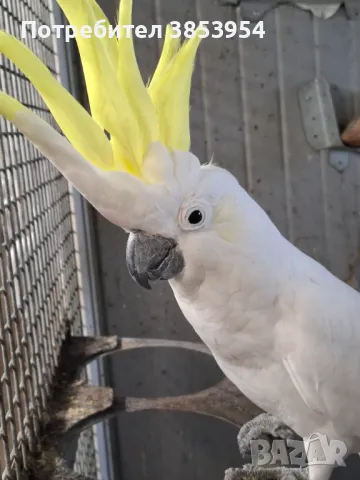Жълтокачулато какаду , снимка 1