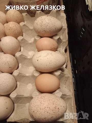 ПРОДАВАМ ОПЛОДЕНИ КОКОШИ ЯЙЦА , ЗА РАЗПЛОД, снимка 9 - Кокошки и пуйки - 53923856