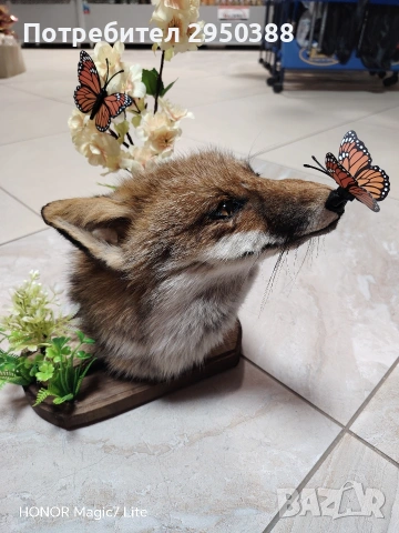 препарирана лисица