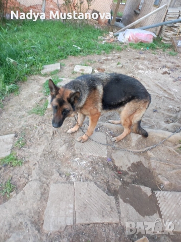 Продавам куче немска овчарка . 