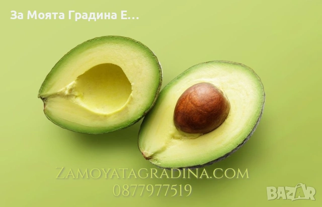 Авокадо , снимка 2 - Градински цветя и растения - 53636003