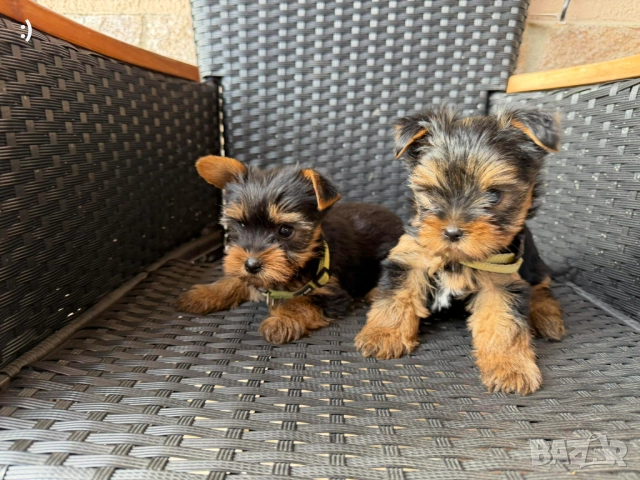 Йоркширски териер Актуално от 19.12.2025, снимка 5 - Йоркширски териер - 52839494