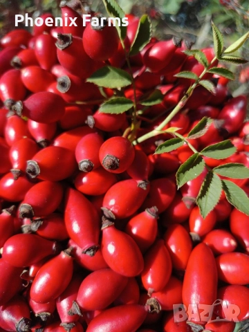 Шипков мармалад диетичен и шипки за чай ,Боров прашец, снимка 4 - Домашни продукти - 49841595