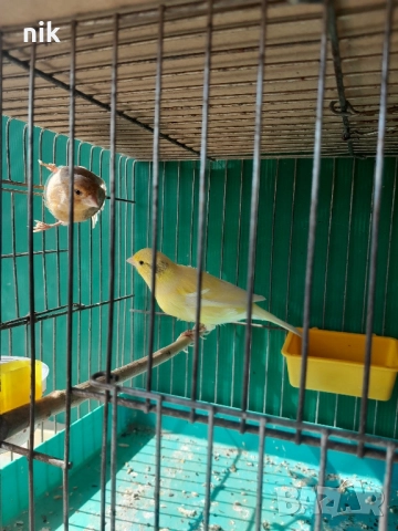 Канарче"Орфей"