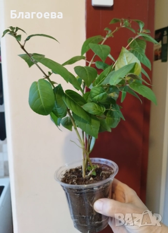 Обичка многогодишна/Фуксия Магеланика розово-цикламена, снимка 4 - Стайни растения - 52511813