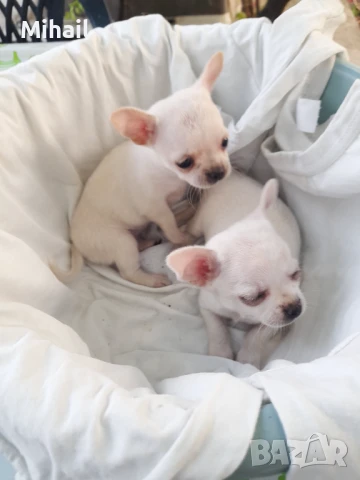 Продавам чихуахуа, снимка 14 - Чихуахуа - 51161252