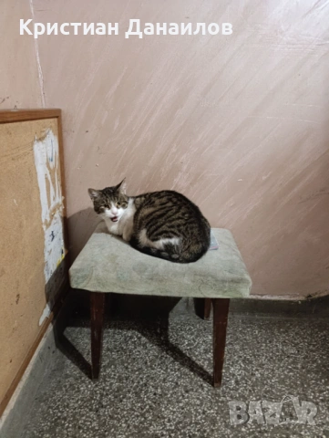 Подарявам коте на 9м, снимка 2 - Други - 53261261