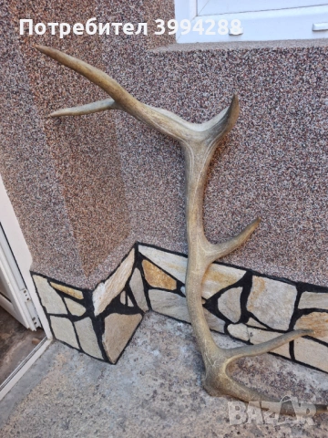 Еленови рога, снимка 2 - Други ценни предмети - 52938787