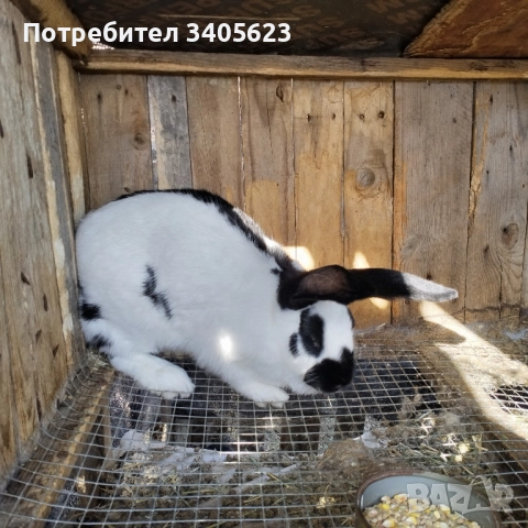 зайци мъжки и женски на различна възраст , снимка 7 - Други - 46286845