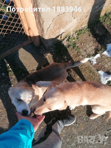 Подарявам кученца, снимка 8 - Други - 53578840