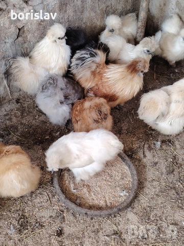 Продавам яйца за лупене от американска коприна. 