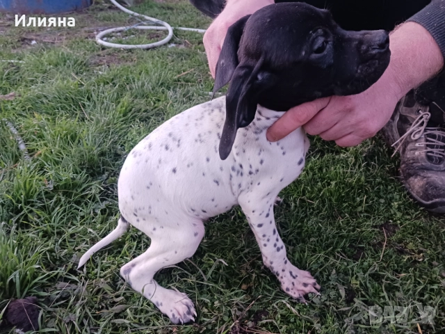 Пойнтери, снимка 5 - Пойнтер - 52724704