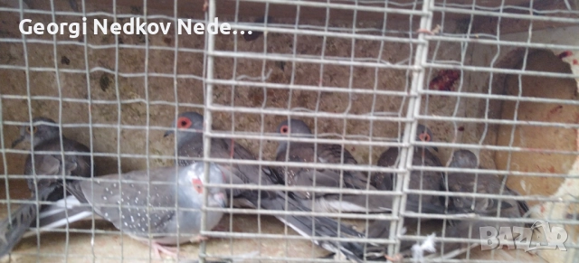 Продавам диамантени гугутки , снимка 7 - други­ - 52756216