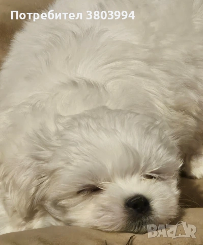 Малтийска болонка момченце , снимка 2 - Болонка - 54085992