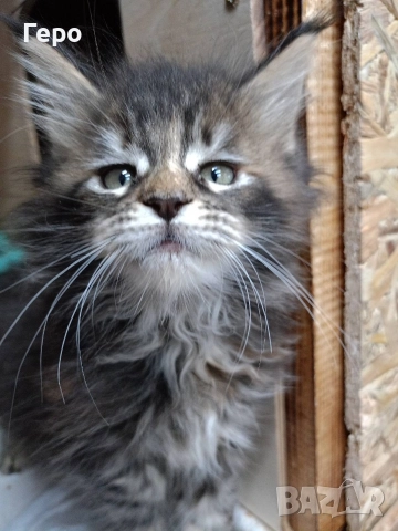 Мейн Куун , снимка 6 - Мейн кун - 52582888