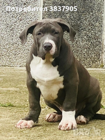 Американско були ХЛ, снимка 2 - Други - 54259017