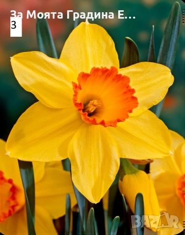 Нарциси , снимка 3 - Градински цветя и растения - 53623485