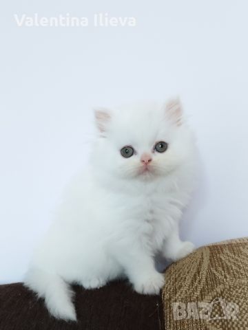 Персийски котета , снимка 3 - Персийска - 46124850