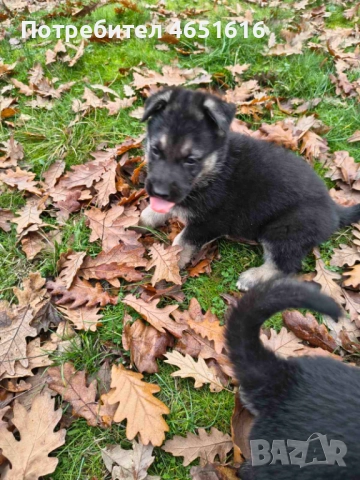 Източноевропейска овчарка, снимка 10 - Други - 52432078