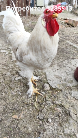 Младо петле