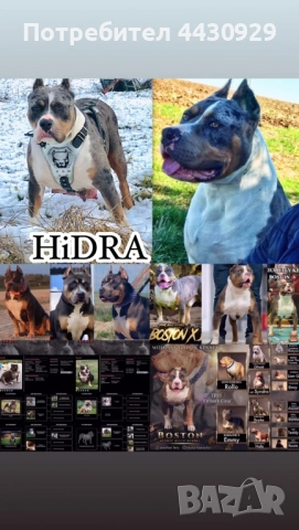 American Bully XL, снимка 15 - Други - 53135049