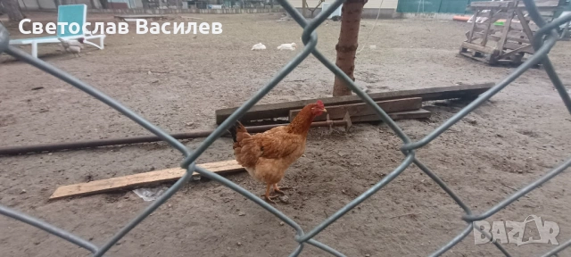 Продавам зайци, петли и патици за консумация + декоративно козле, снимка 2 - Други - 53028884