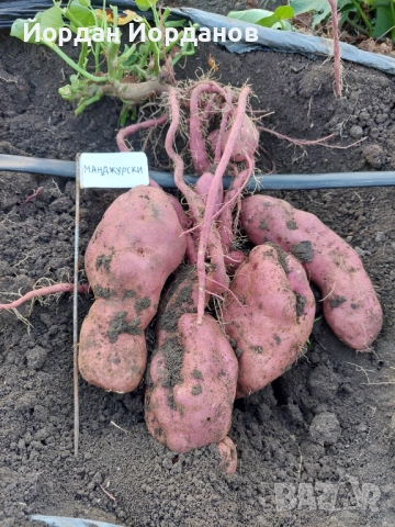 ЕКО Разсад за Батати (Сладки картофи) - 7 сорта, Реколта 2026, снимка 2 - Разсади - 53528408