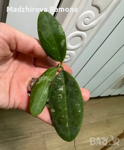 Hoya Rintzii Borneo , снимка 1 - Стайни растения - 48775641