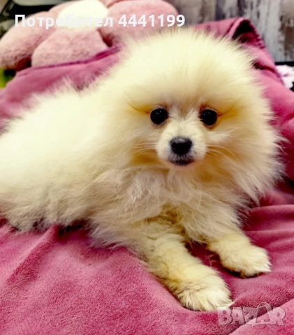 Свободни померанчета!, снимка 3 - Померан - 53488624