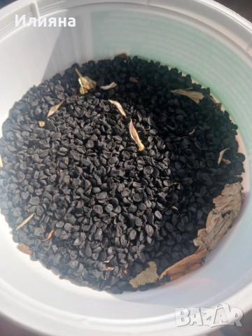 Самардала,Левурда,Иглика,Коприва,Лапад,Розмарин,Песто от Коприва,Песто от Левурда, снимка 10 - Сортови семена и луковици - 44686395