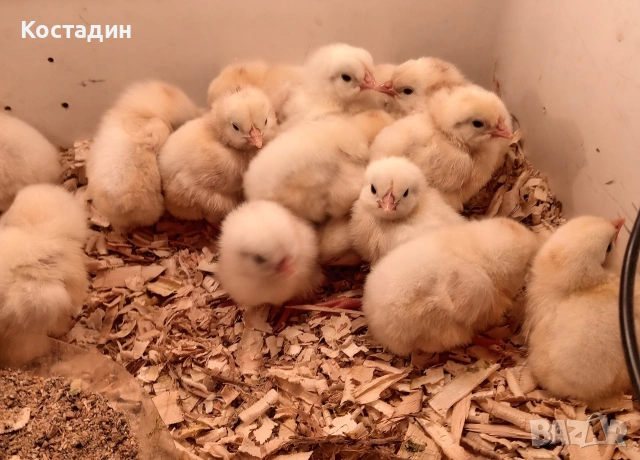 бял легхорн , снимка 3 - Кокошки и пуйки - 54050413